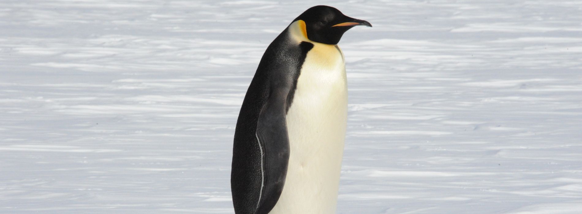 Is there a 6 foot penguin?