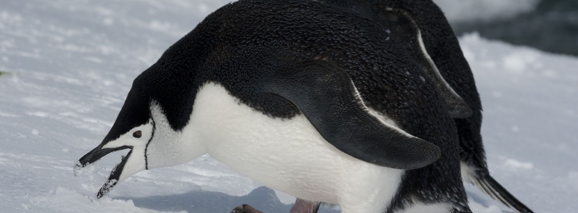 Do Penguins Eat People? Debunking the Myths