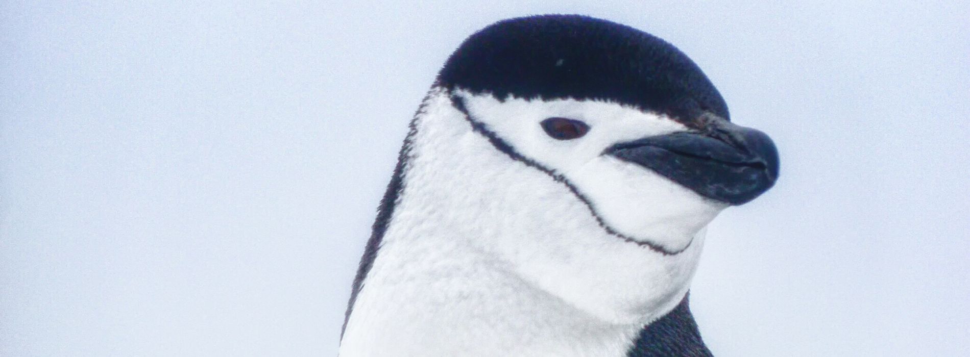 Chinstrap Penguin Biography: The Playful Life of the Smallest Antarctic Penguins