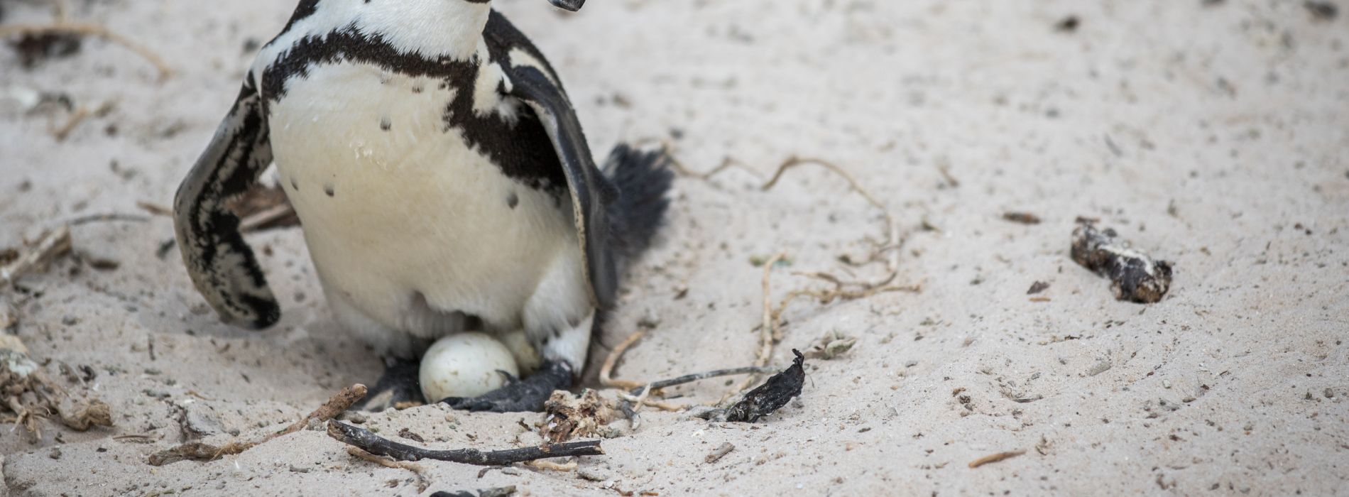 Do penguins lay eggs?