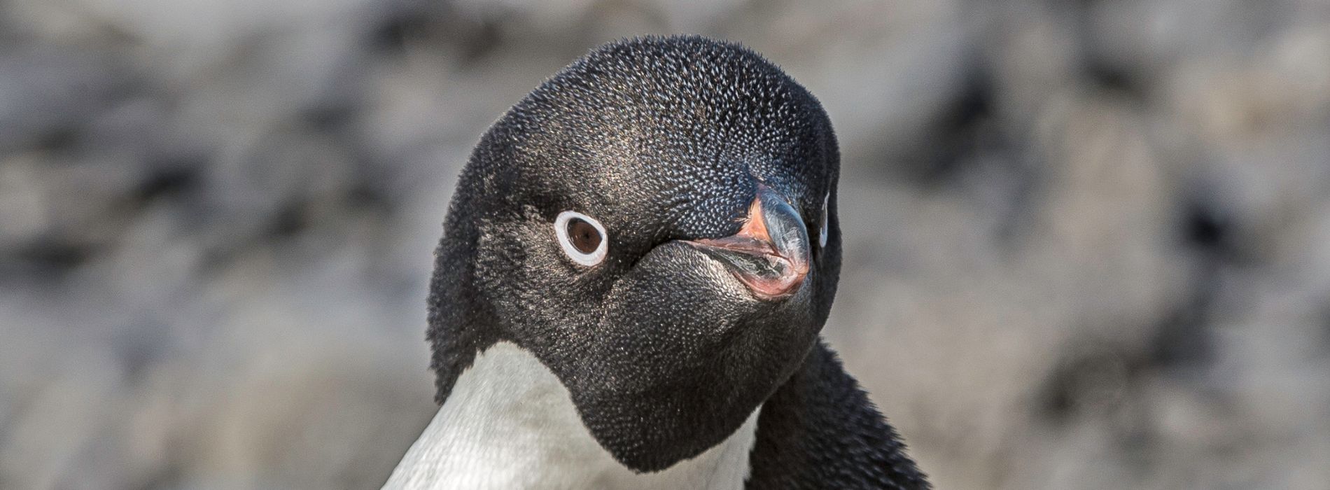 Adélie Penguin Biography: The Charming Waddlers of the Antarctic