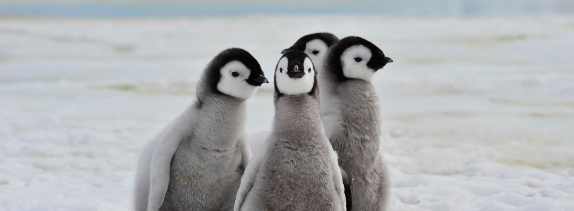 What do penguins represent?