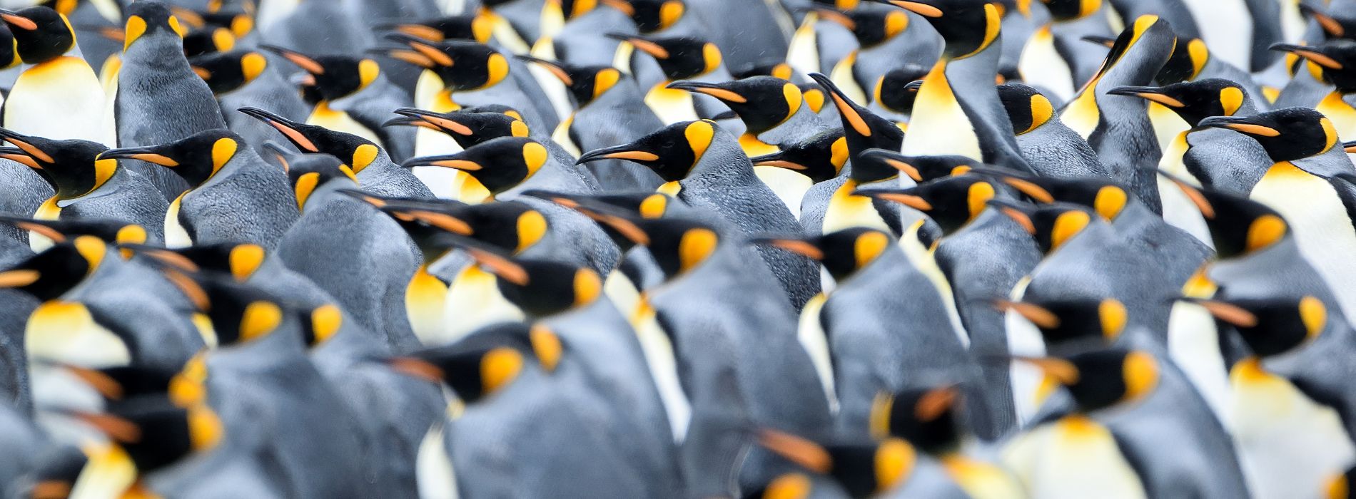Is penguin a bird or an animal?