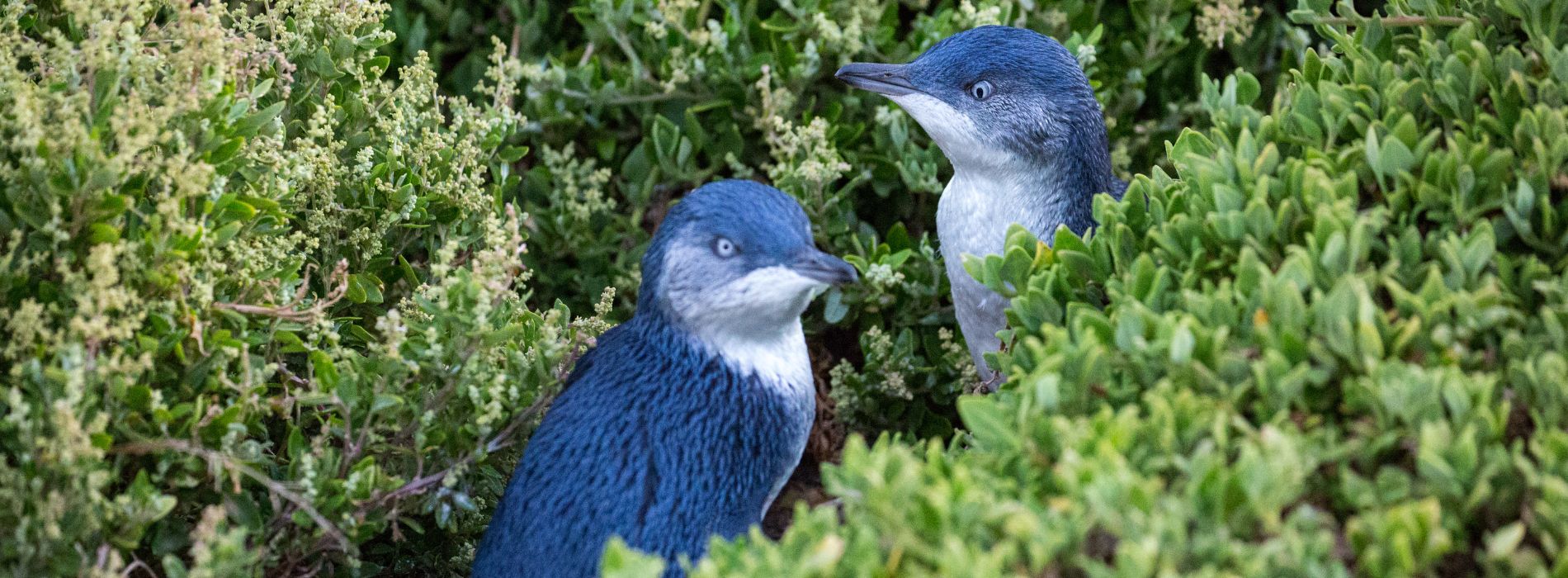 Are fairy penguins real?