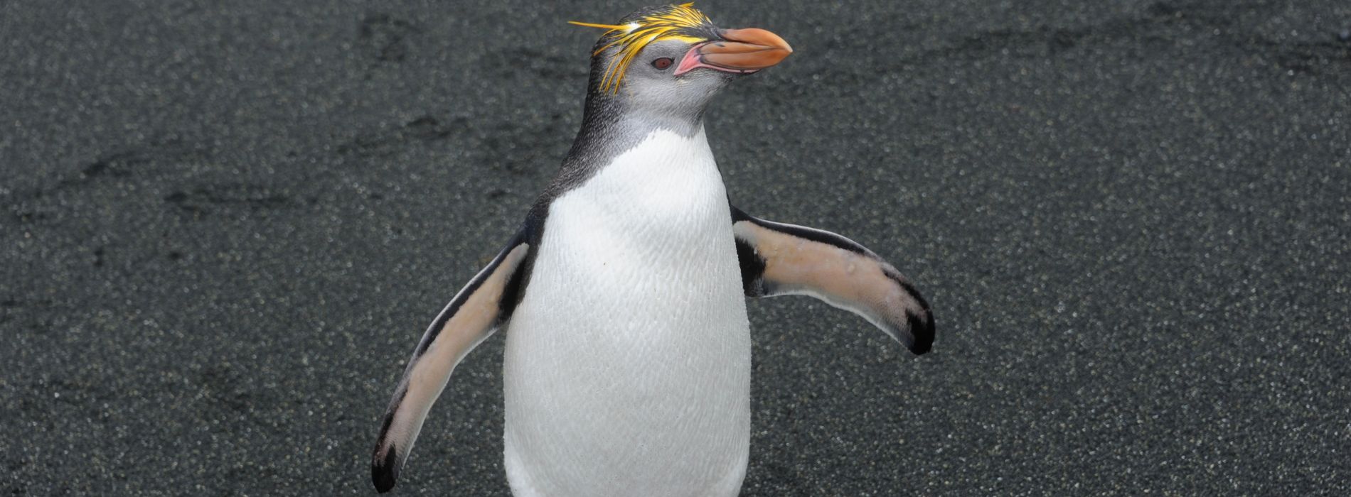 Royal Penguin Biography: The Charming and Quirky Penguins of the Southern Ocean