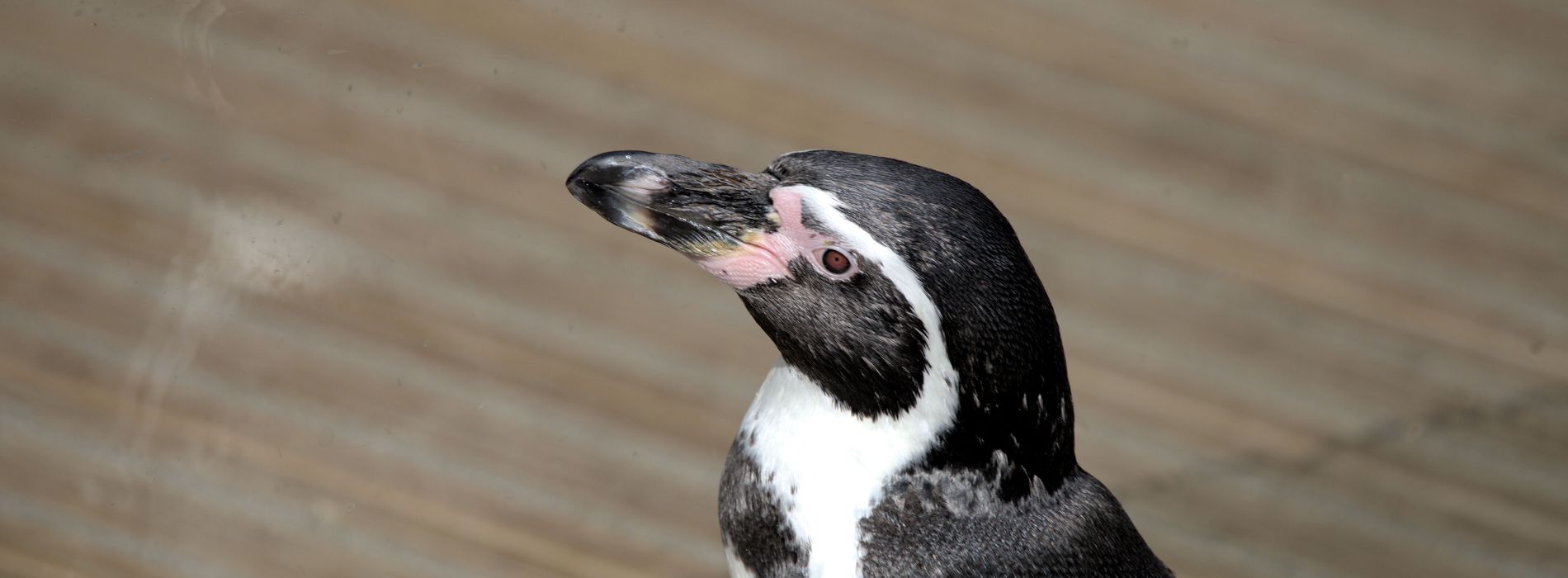 What is the IQ of a penguin?