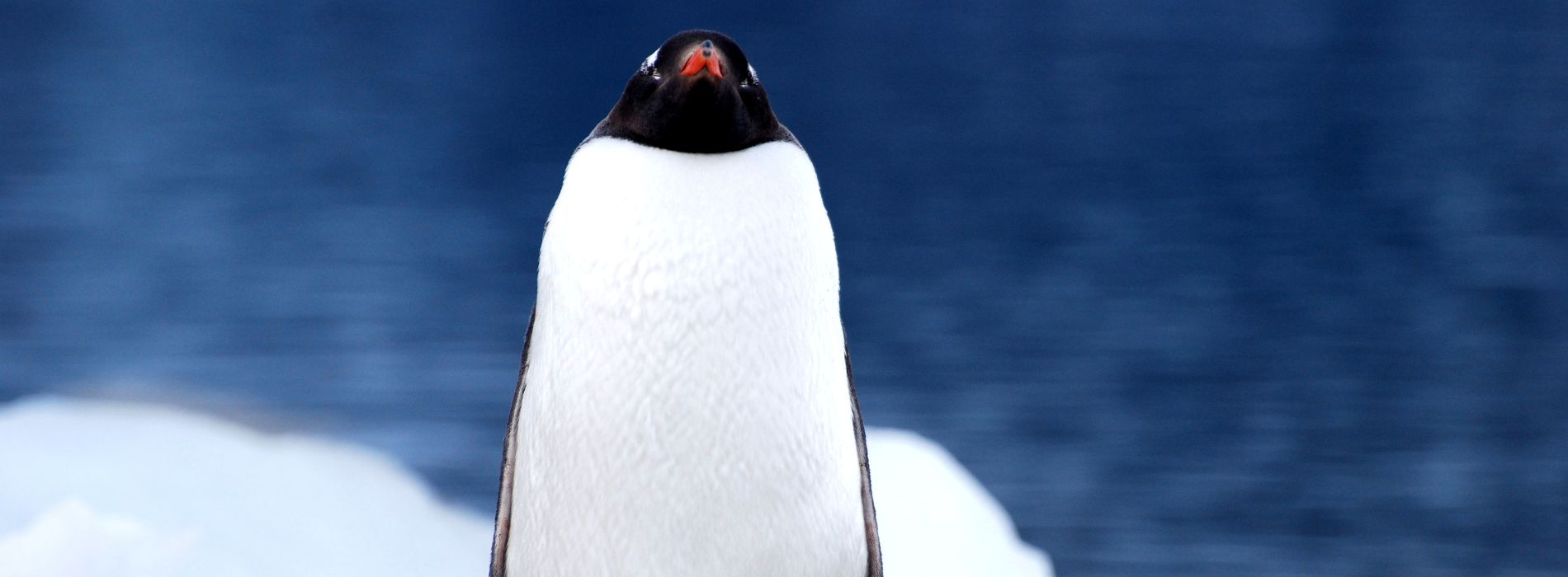 How often do penguins poop?