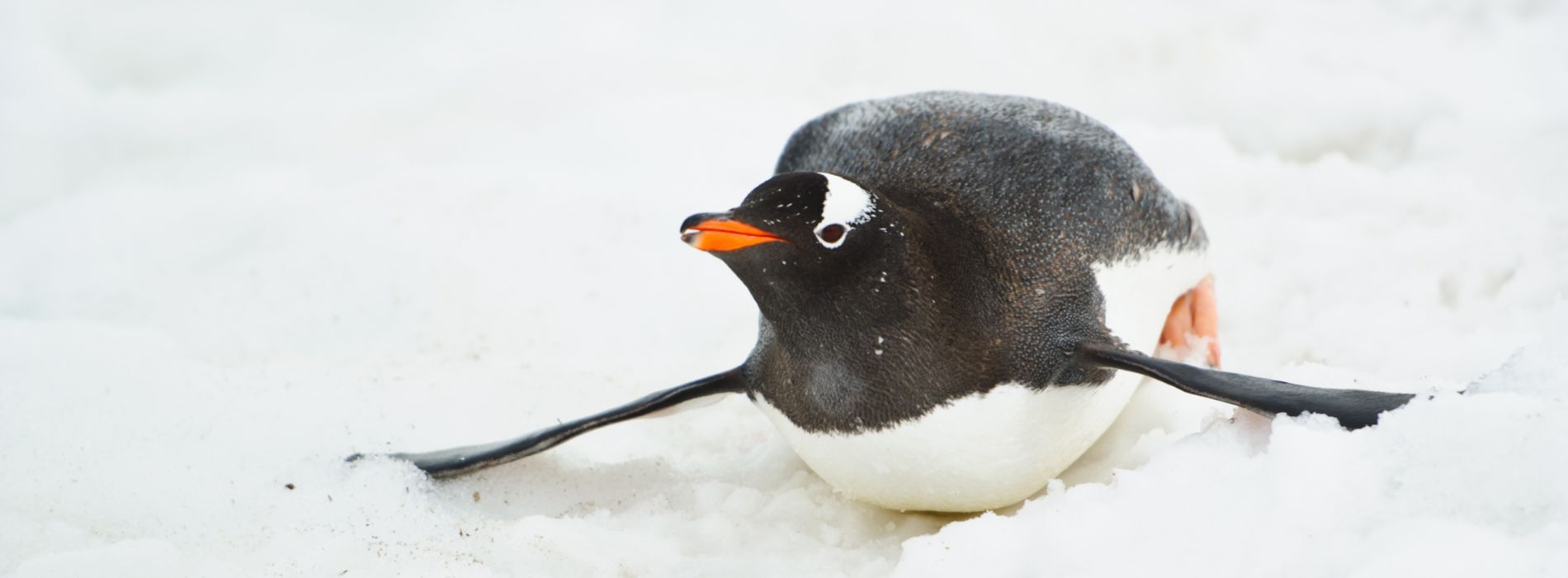 Are penguins rare?