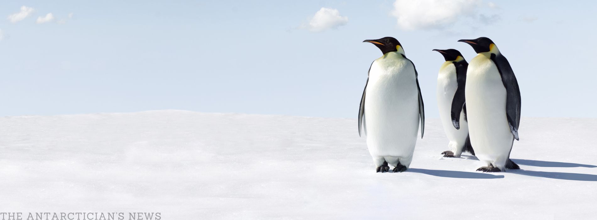 When was the penguin discovered?
