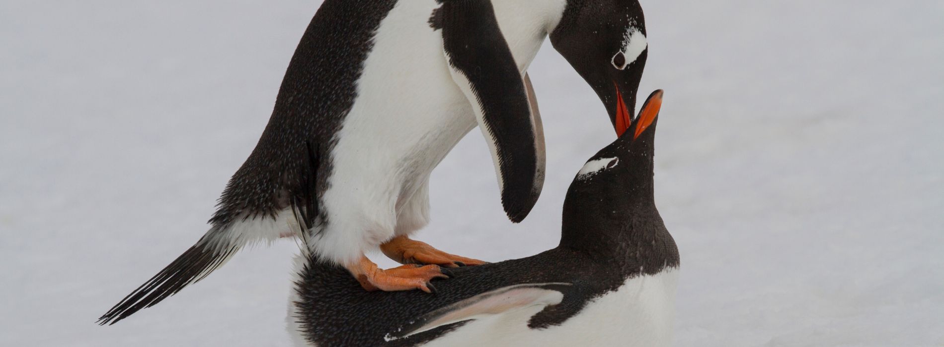 Do penguins mate for life?