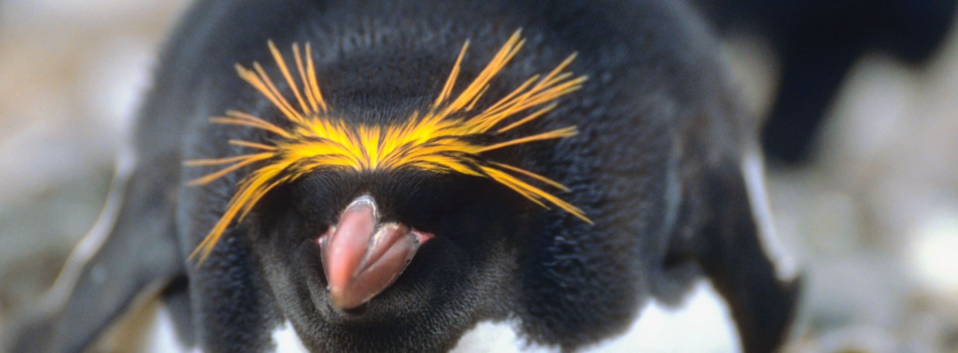 Macaroni Penguin Biography - The Playful Penguin of the Antarctic