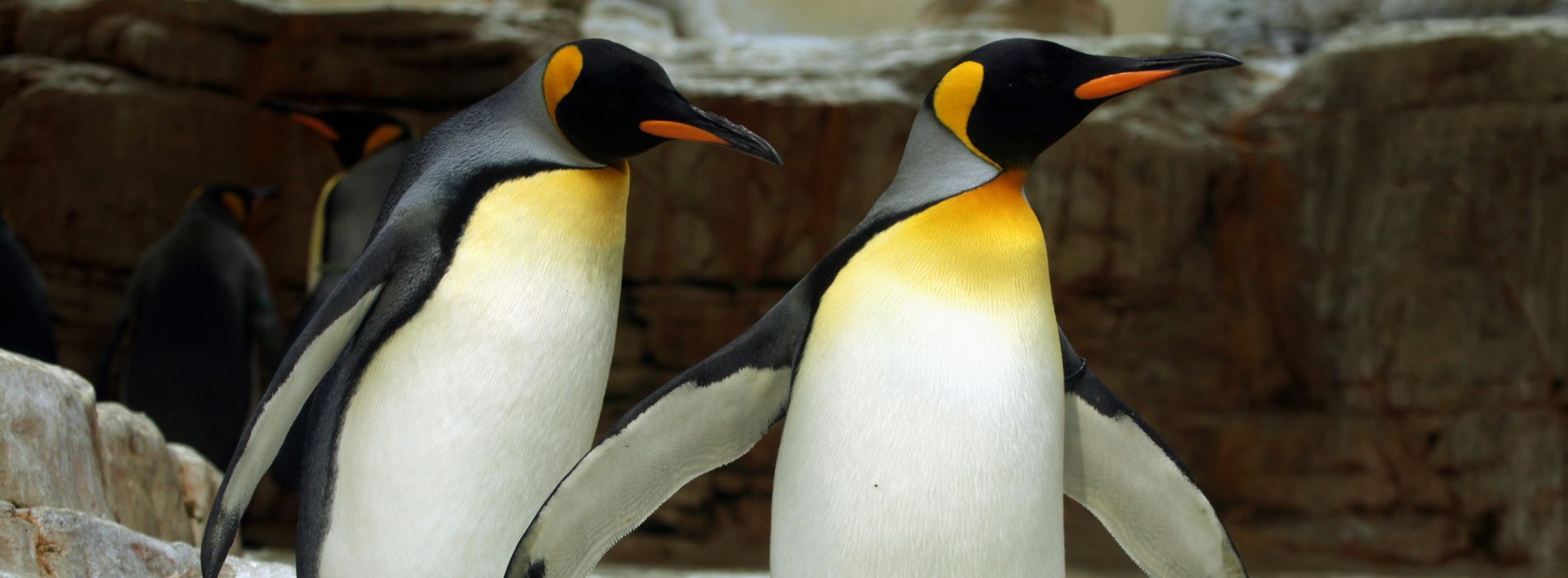 King Penguin Biography: The Majestic Ruler of the Antarctic