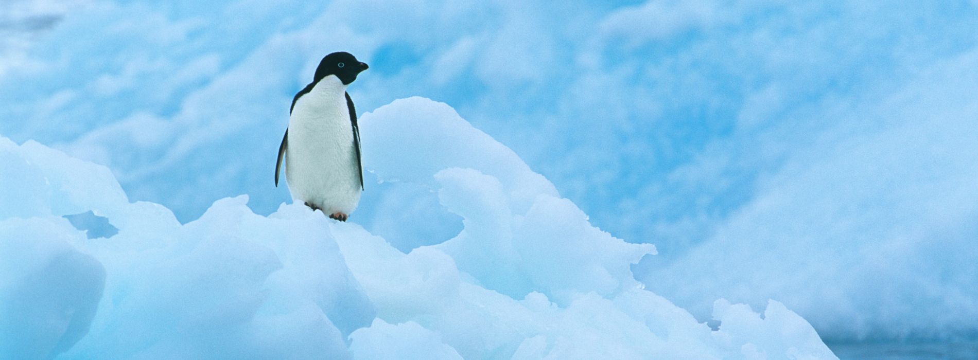 What is the lifespan of a penguin?