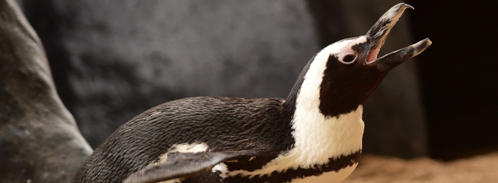 Why do penguins honk?