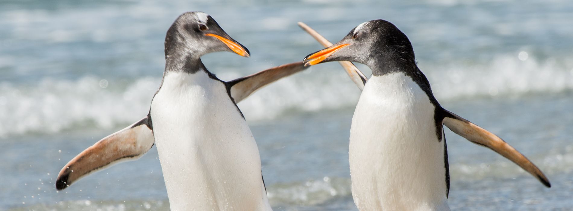 Are male penguins aggressive?