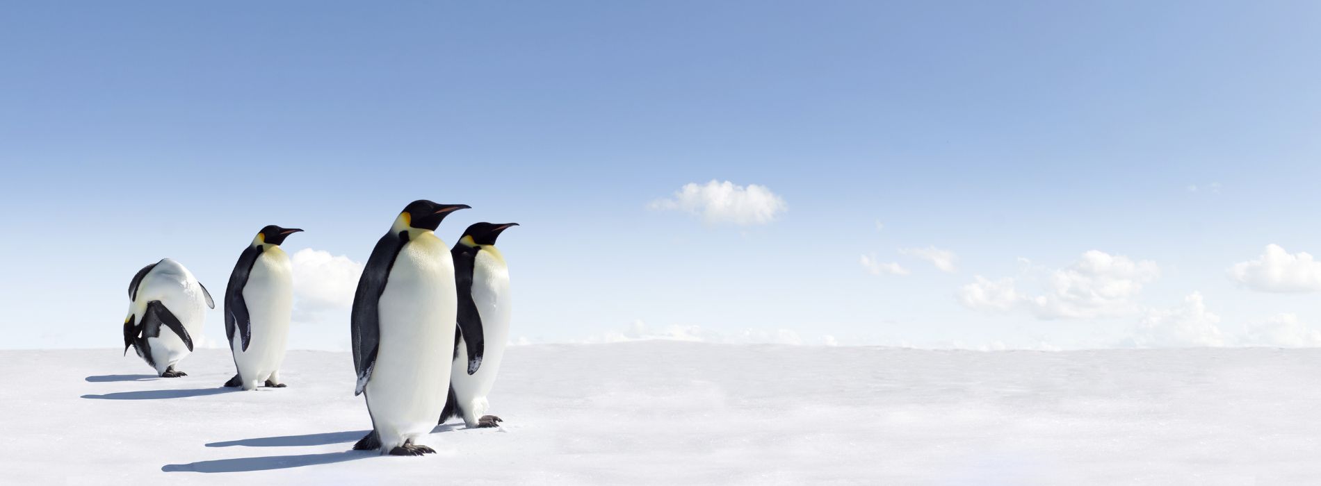 Can penguins survive being frozen?