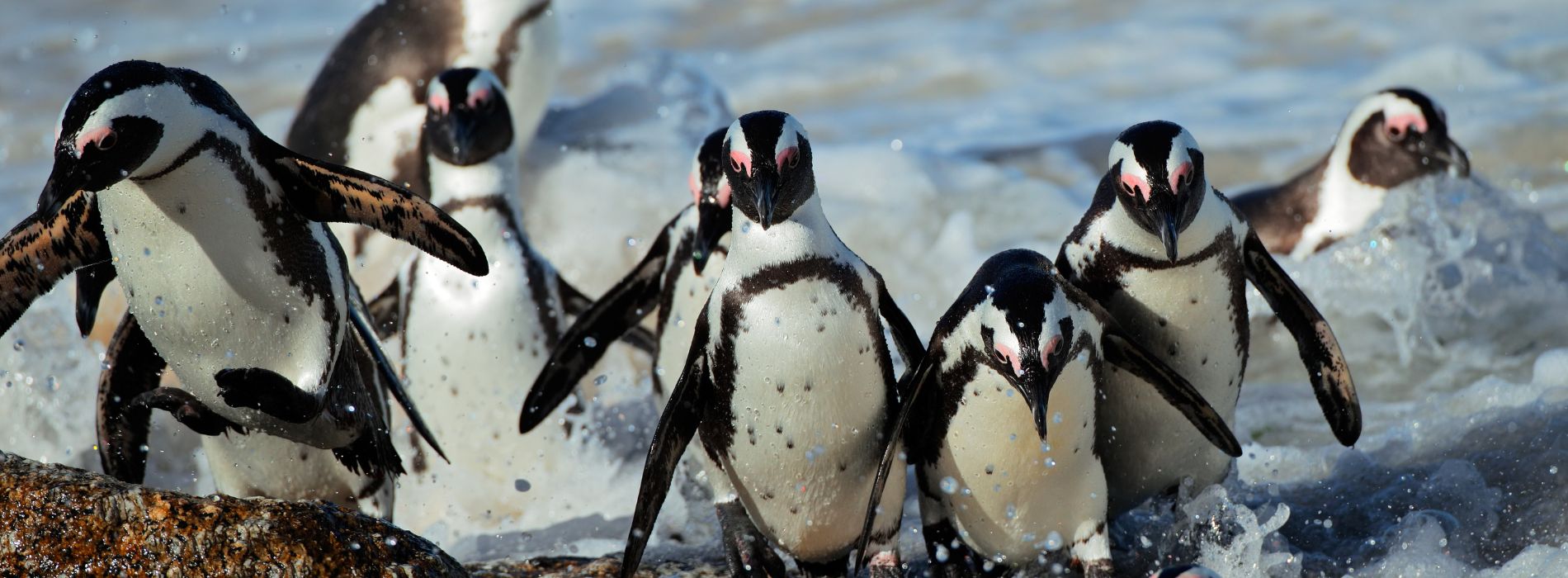 African Penguin Biography: A Playful Journey with Spheniscus demersus