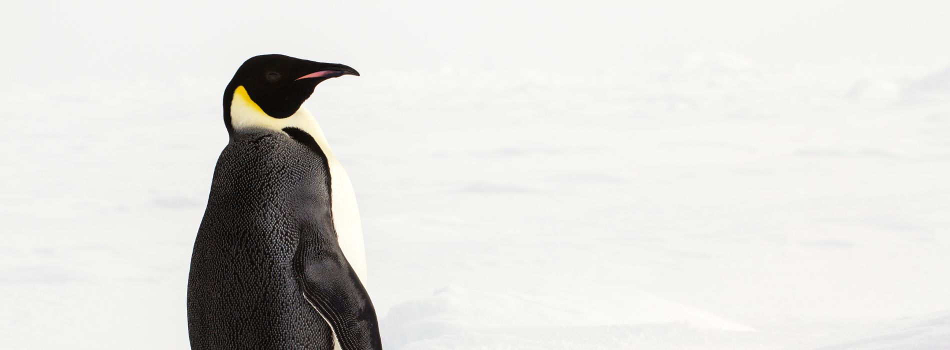 Are there penguins in Iceland? Let's Take a Closer Look...
