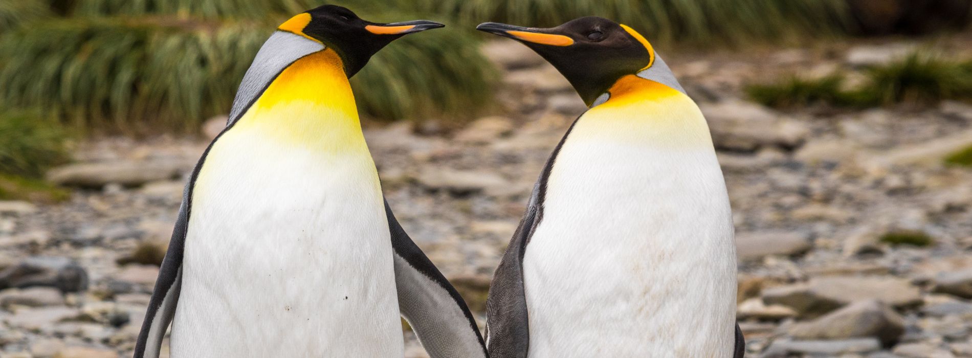 Do penguins smell bad?
