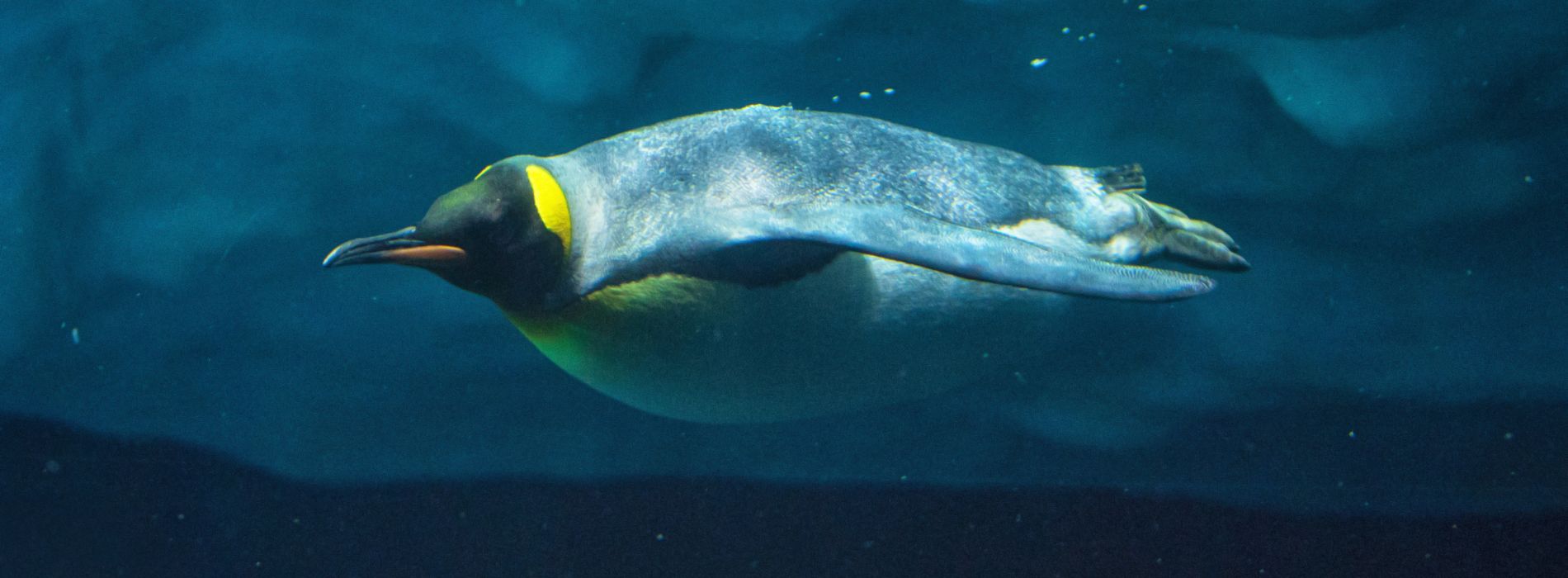 Deep Divers: A Journey into the Depths with Penguins
