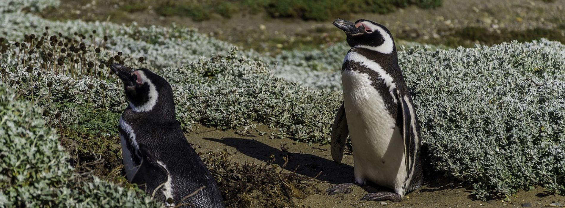 An Intriguing Exploration of Penguins in Chile