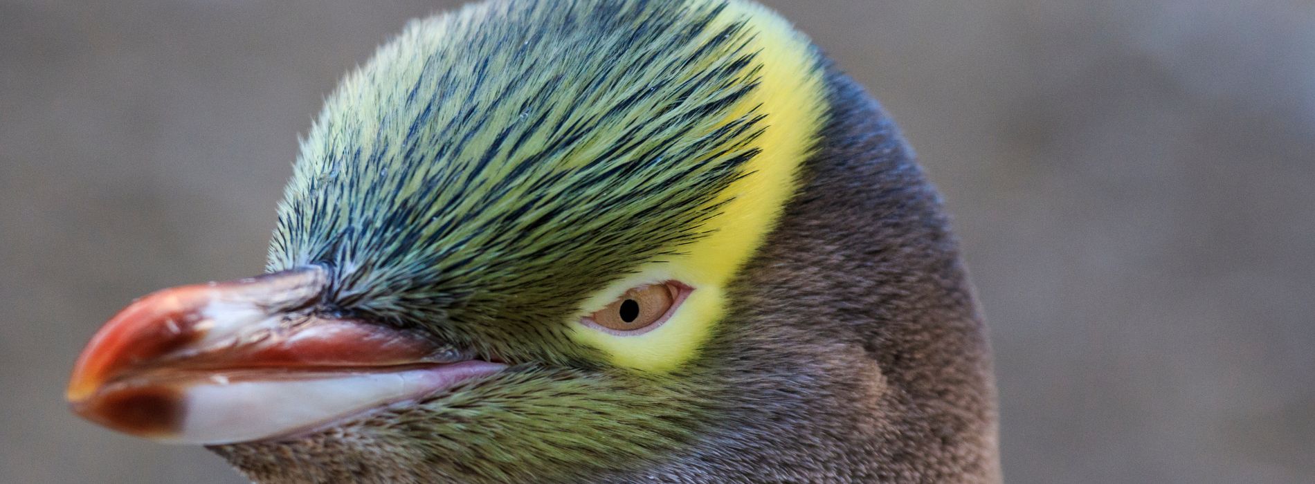 Yellow-eyed-Penguin