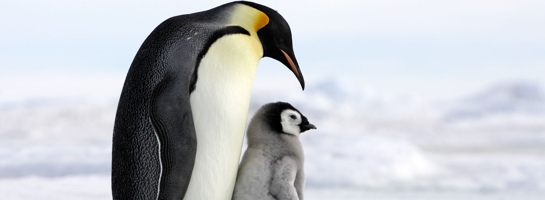 a-father-penguin-with-his-son