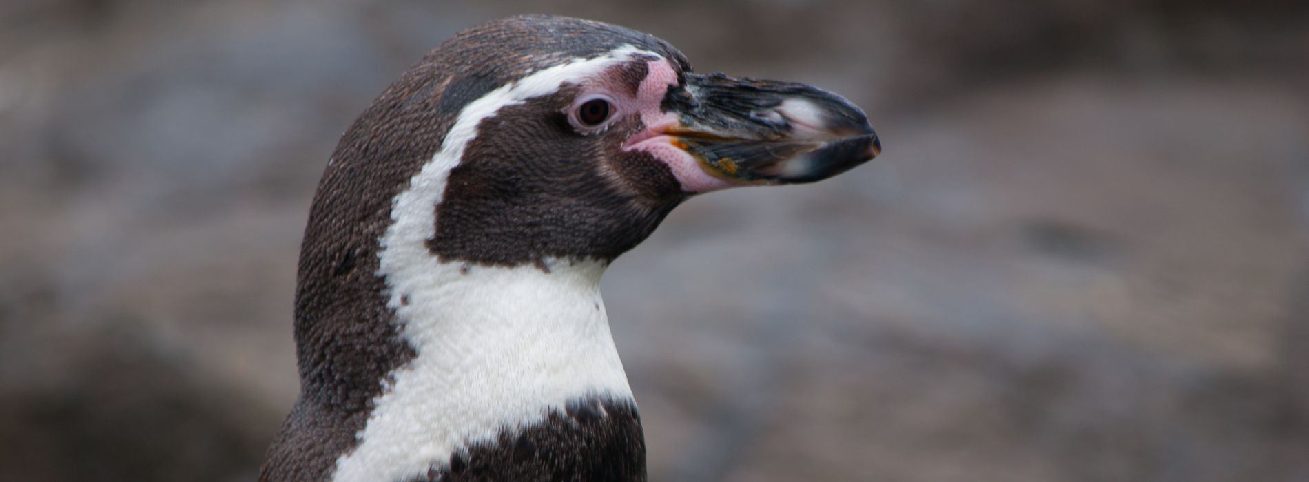 Humboldt Penguin Biography: A Playful Journey into the Life of the Curious Bird