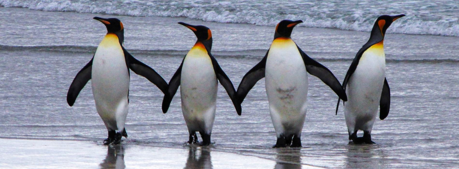 What do penguins do all day?