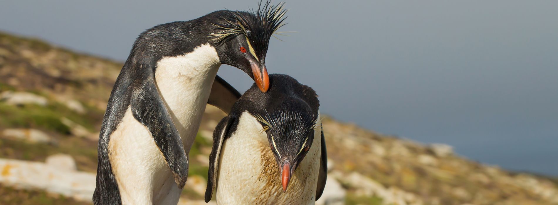 Southern Rockhopper Penguin: The Playful Bird of the Southern Hemisphere