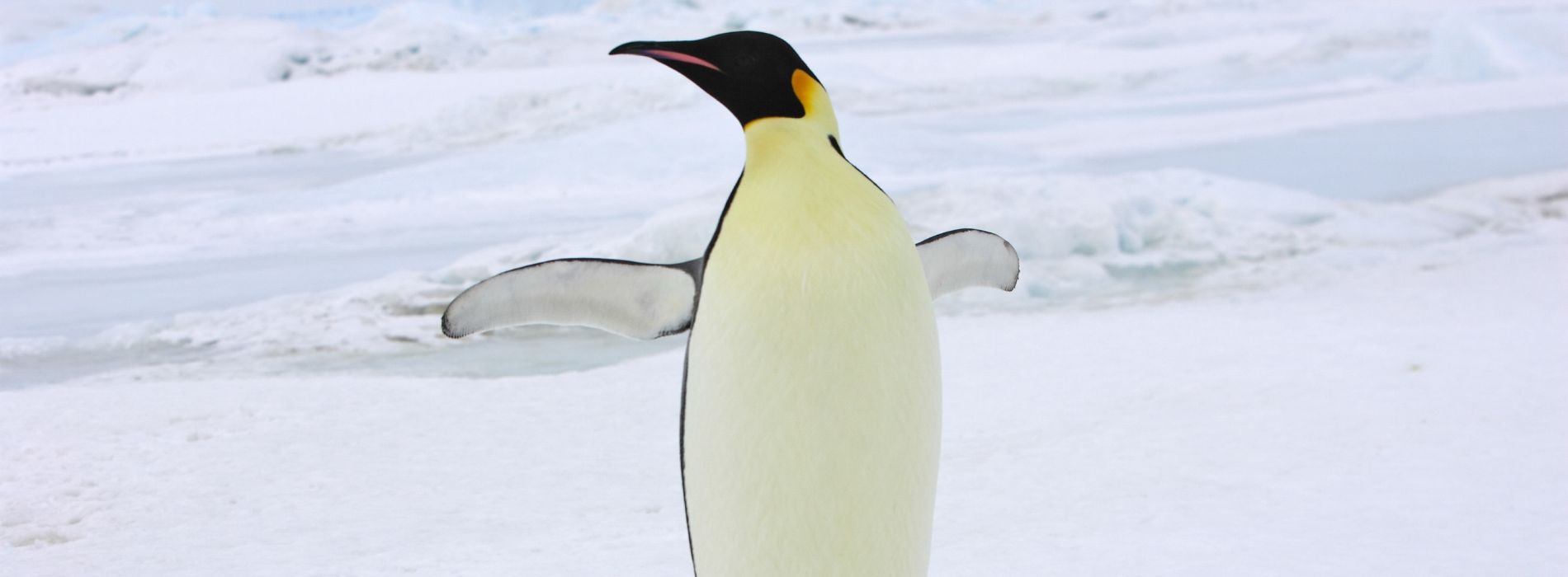 What is the tallest penguin?