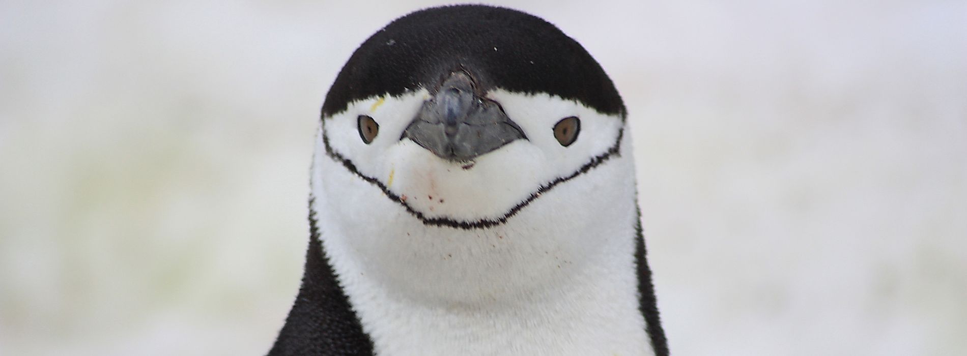 Are penguins dangerous?