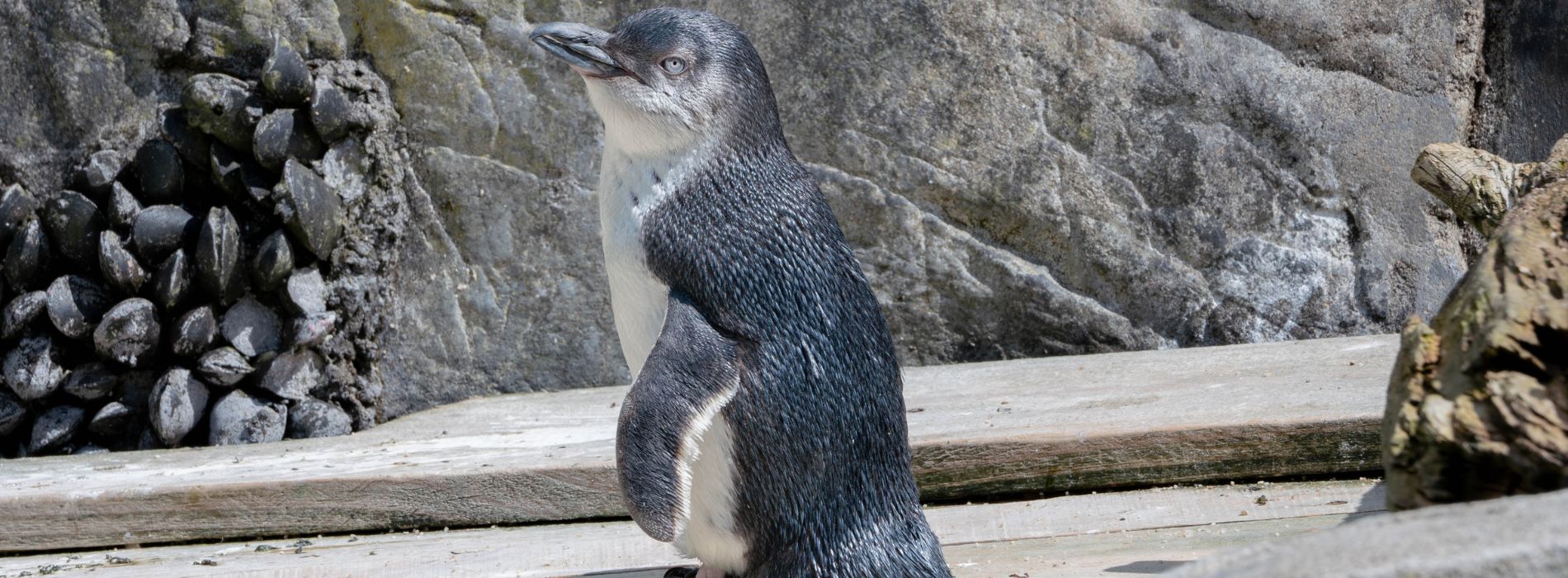 Fairy Penguin Biography: The Playful Life of the Smallest Penguin on Earth