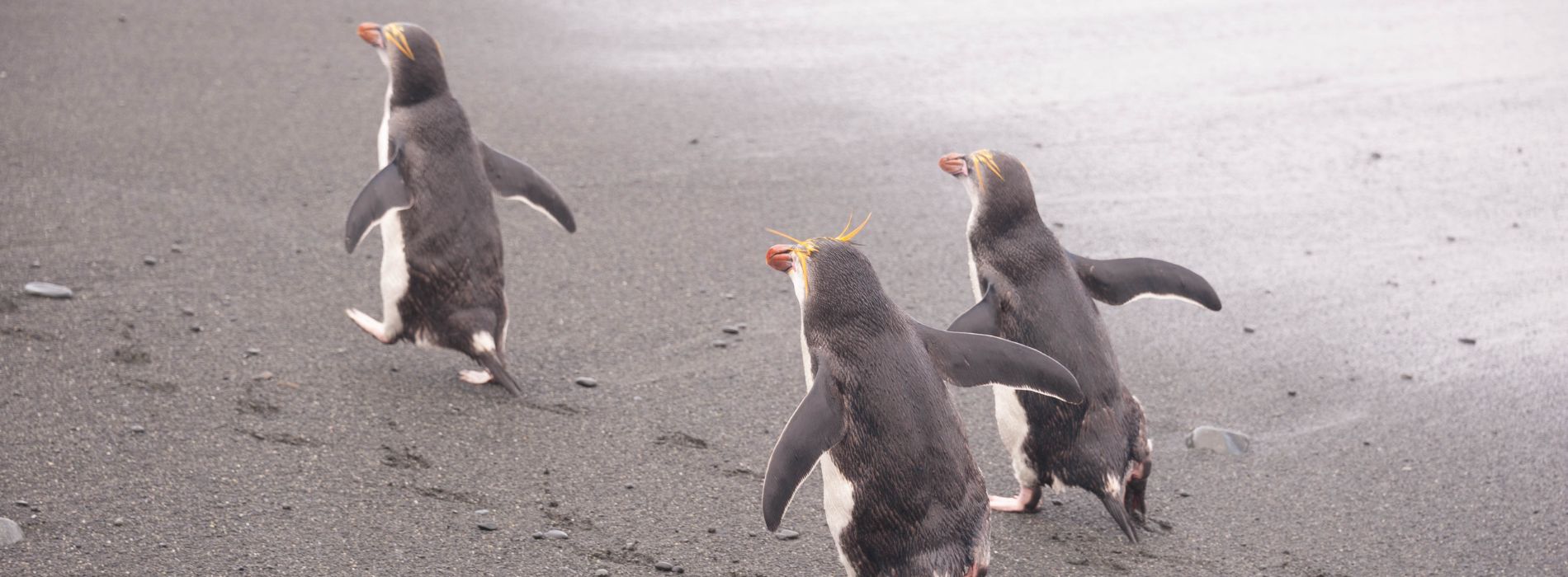What is the friendliest species of penguin?