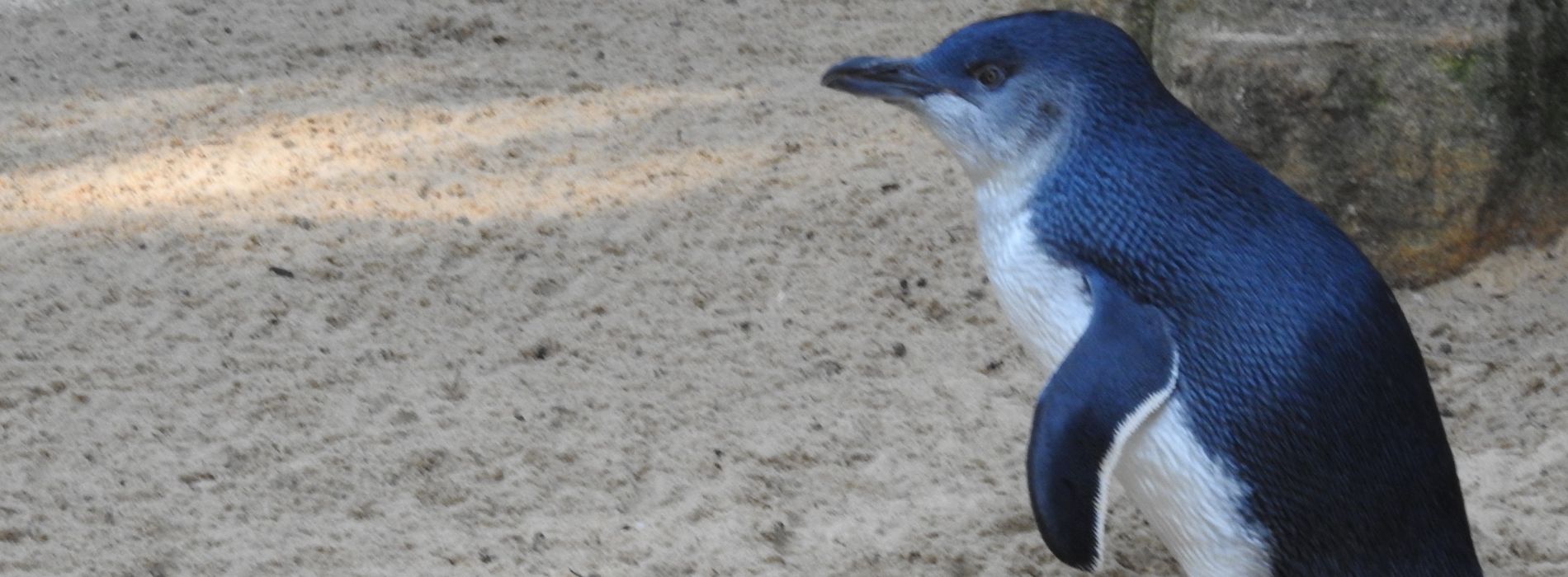 Why are little penguins blue?
