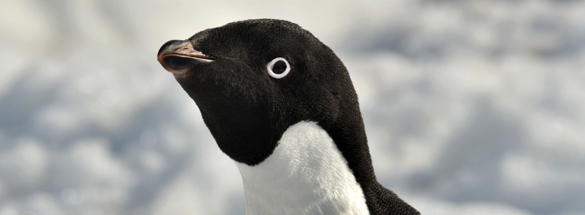 Why do female penguins leave?