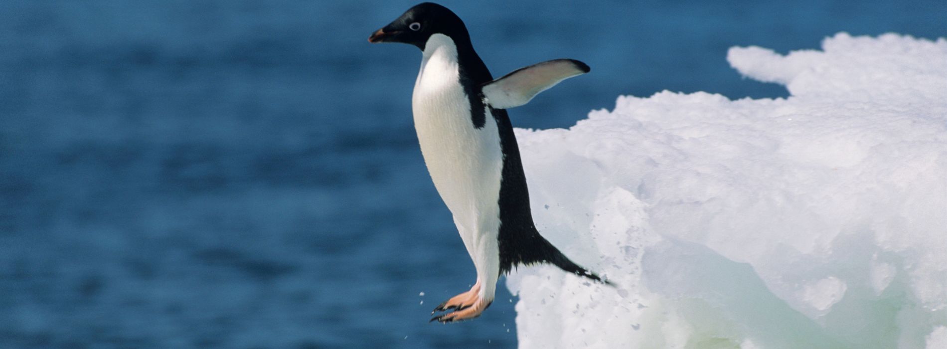 How High Can a Penguin Jump? Exploring the Jumping Abilities of Penguins