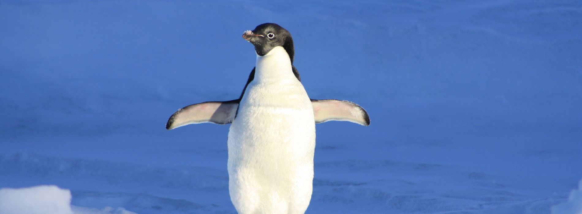 Can you hug a penguin?