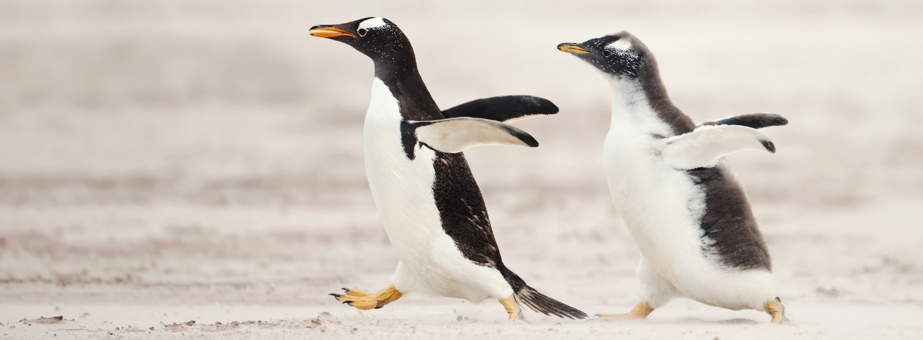 How fast can a penguin run?