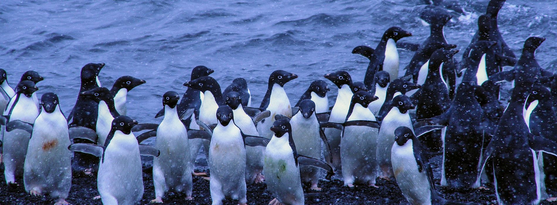 What do you call 50 penguins in the arctic?