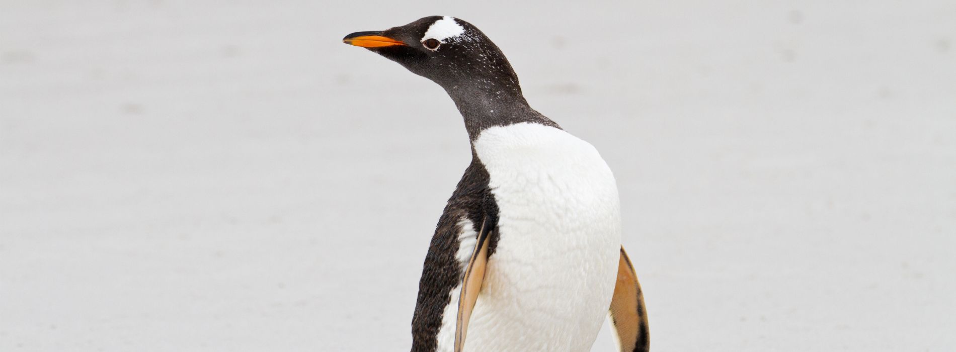 Are penguins smart?