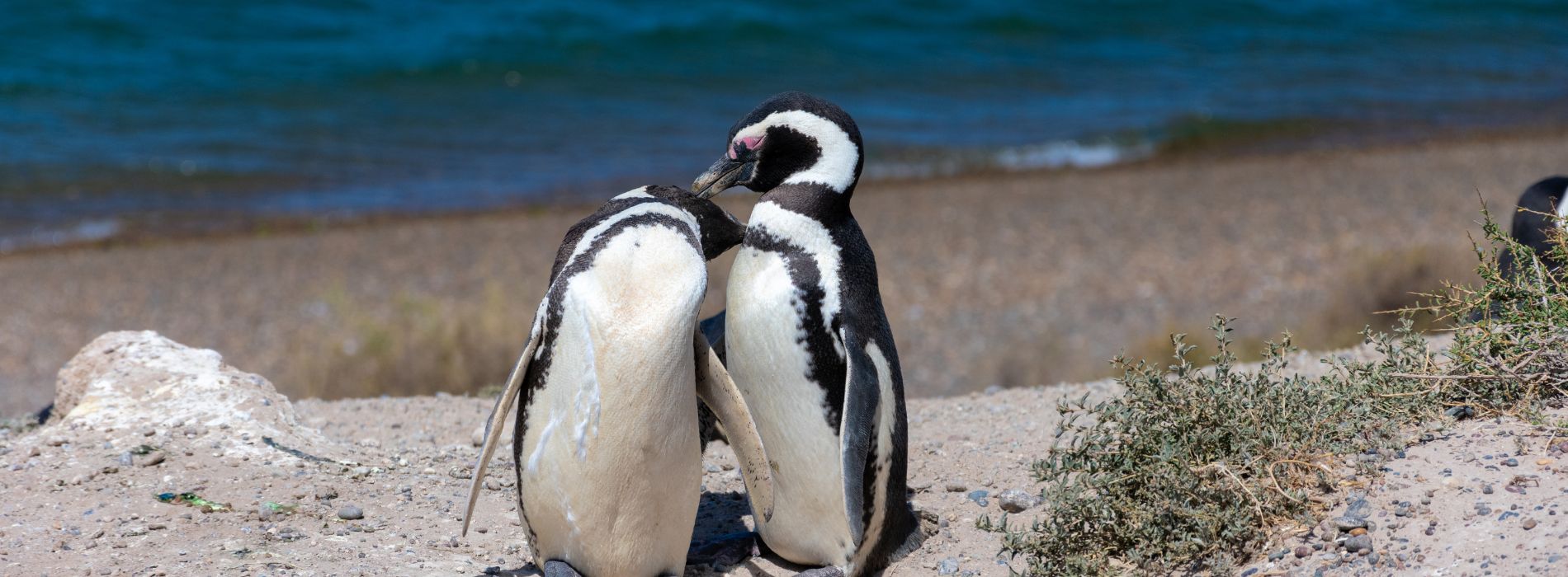 Magellanic Penguin Biography: A Playful Journey through the Life of this Fascinating Species