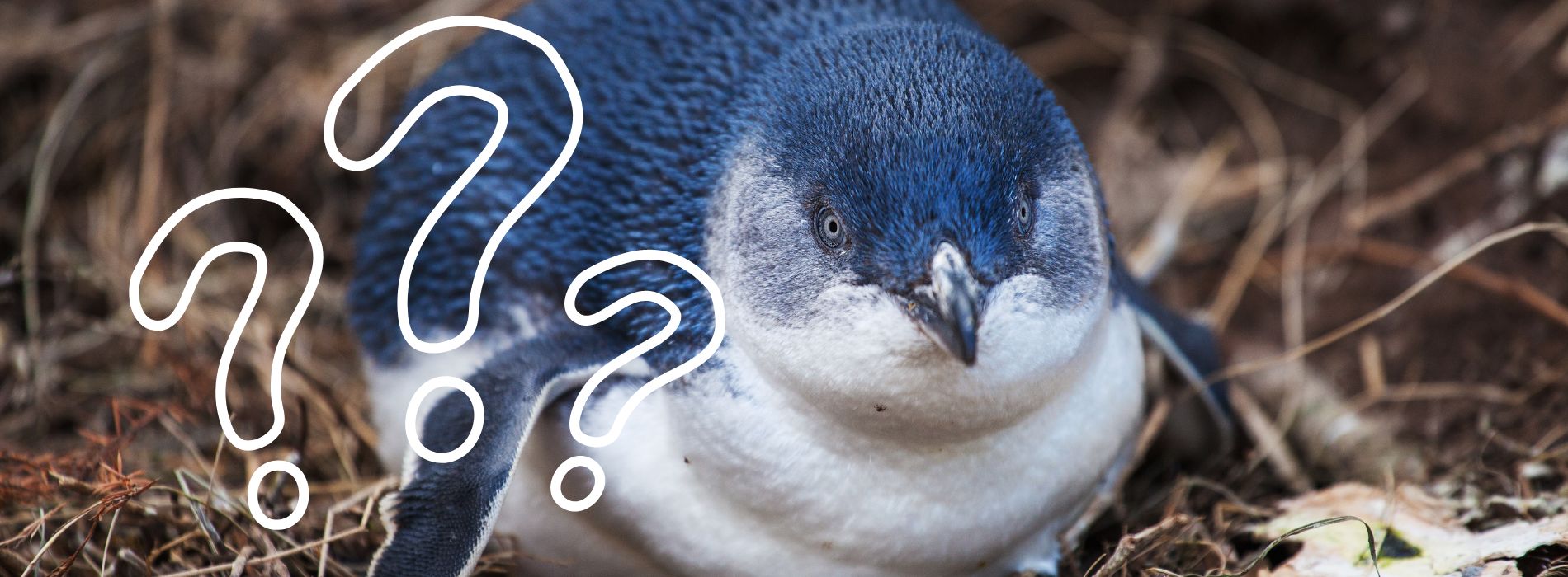 How many syllables in penguin?