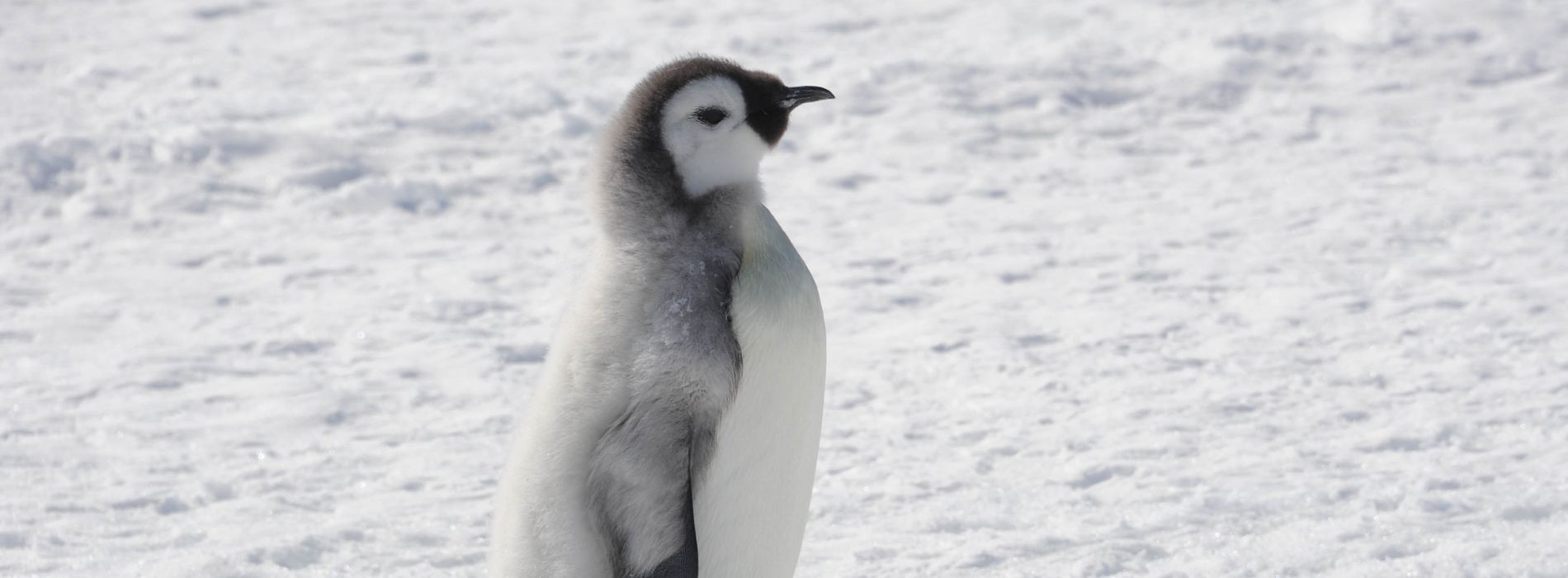 Do penguins feel hot?