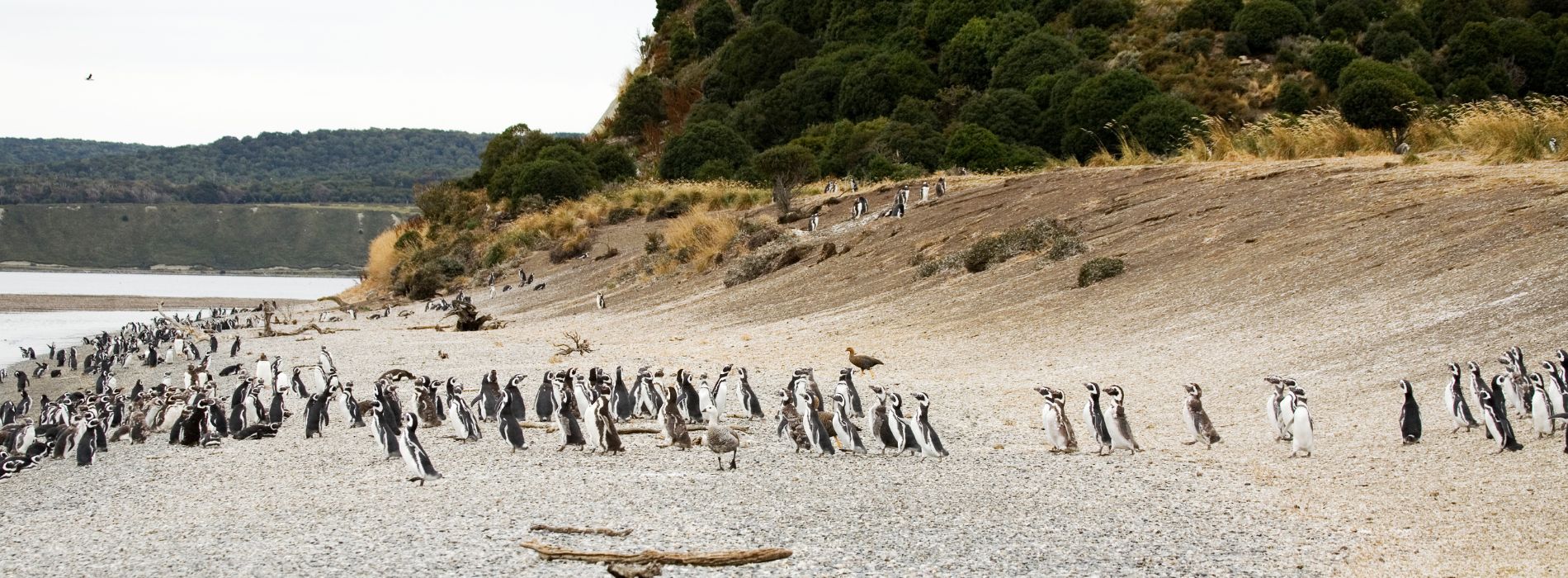 Are there penguins in Argentina?