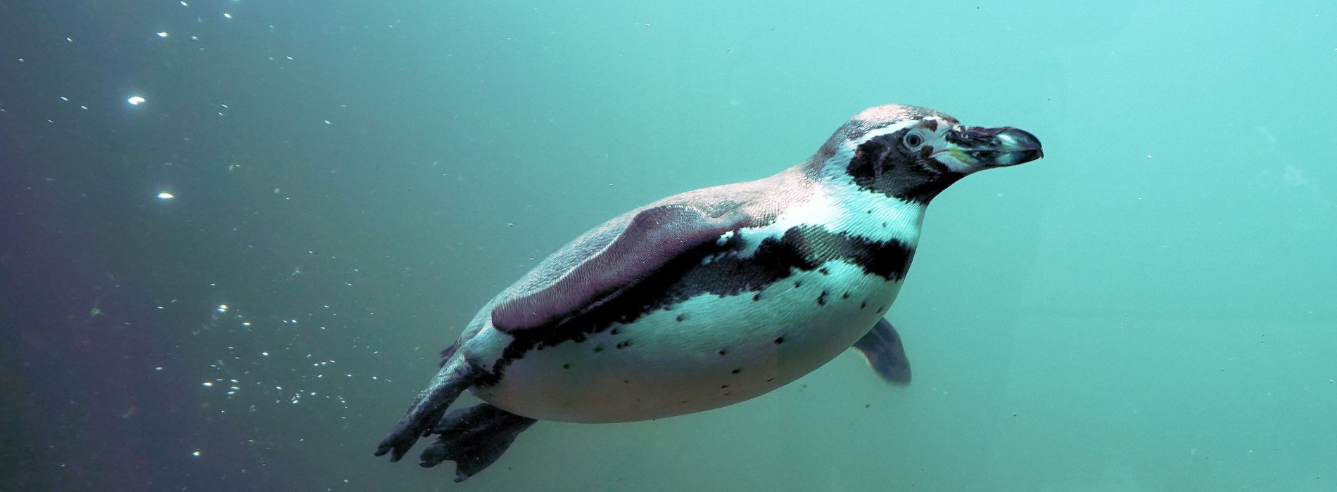 penguin-diving-underwater
